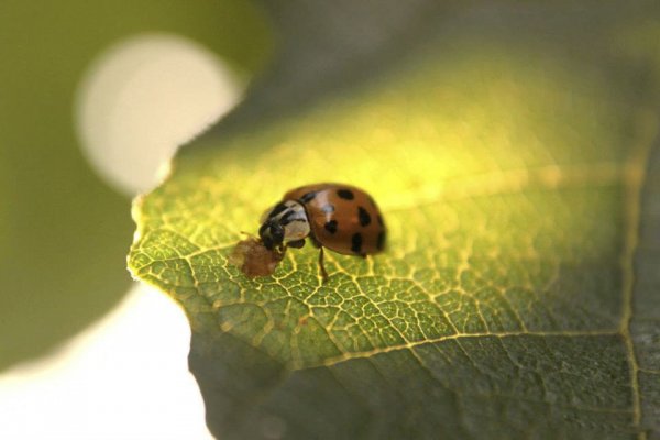 10632846_1421969611361279_5720620302384314076_n