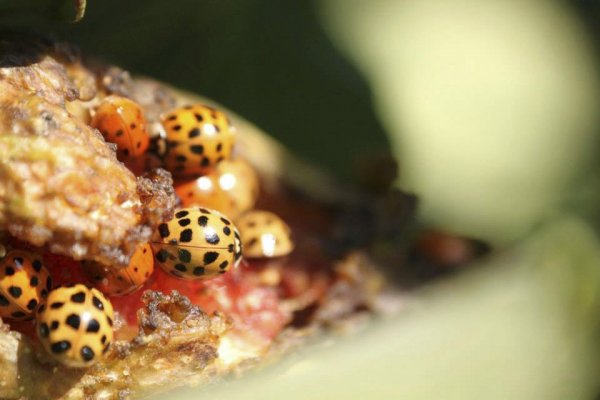 10671220_1421962738028633_609829598628133878_n